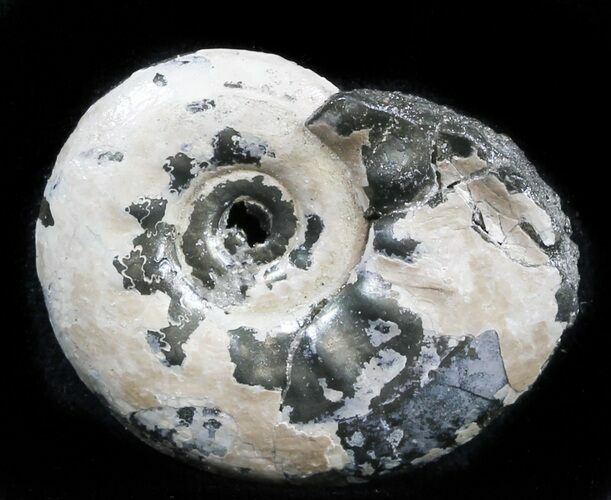 Iridescent Sublunduloceras Ammonite Fossil - Russia #34601
